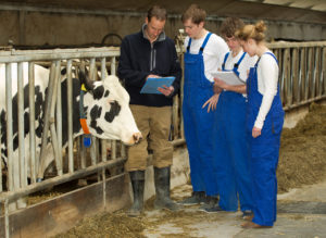 Schüler in einem landwirtschaftlichen Betrieb im Kuhstall beim Schülerbetriebspraktikum